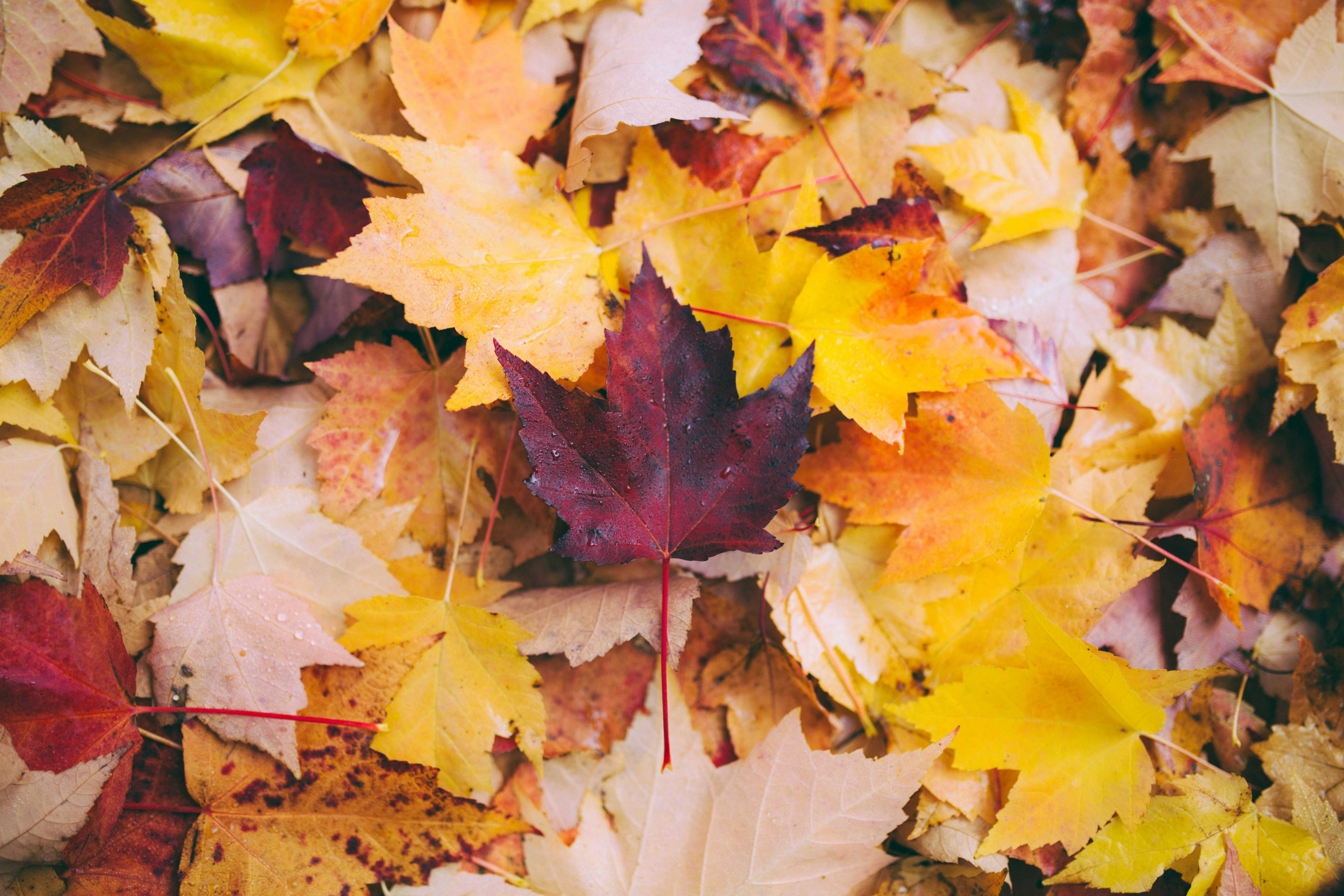 Fall Events in Manassas, Virginia: Festivals, Parades and Family Fun