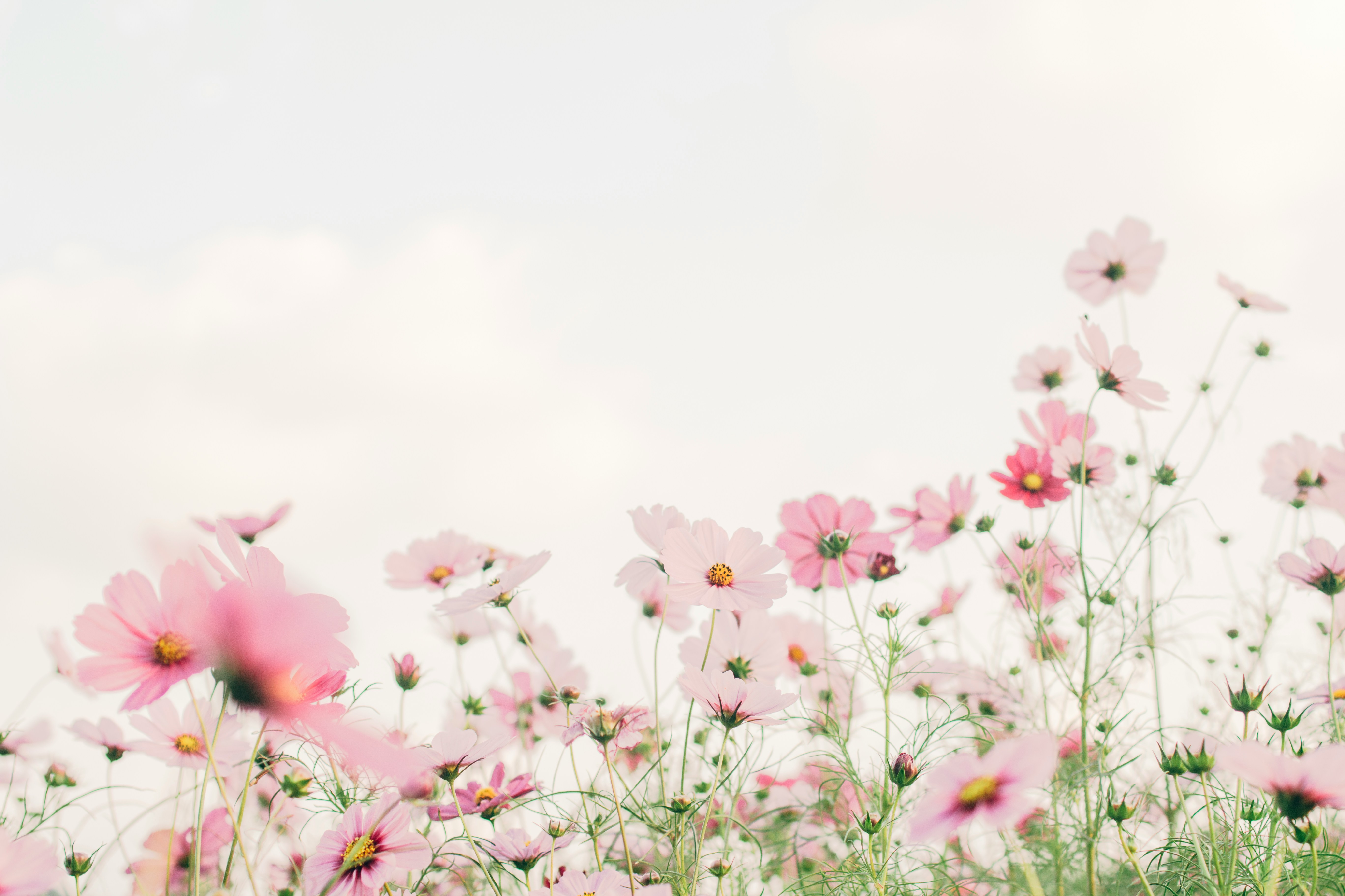 Spring Events in Manassas, Virginia: Festivals, Markets and Family Fun